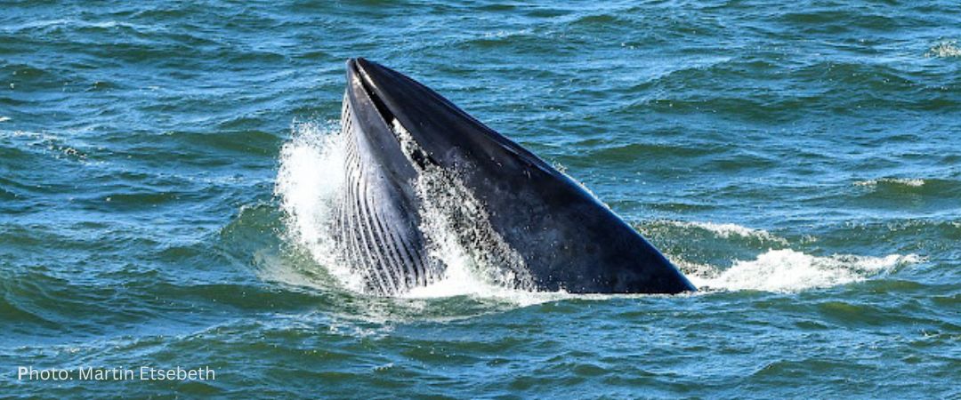 Brydes Whale rorqual Martin Etsebeth