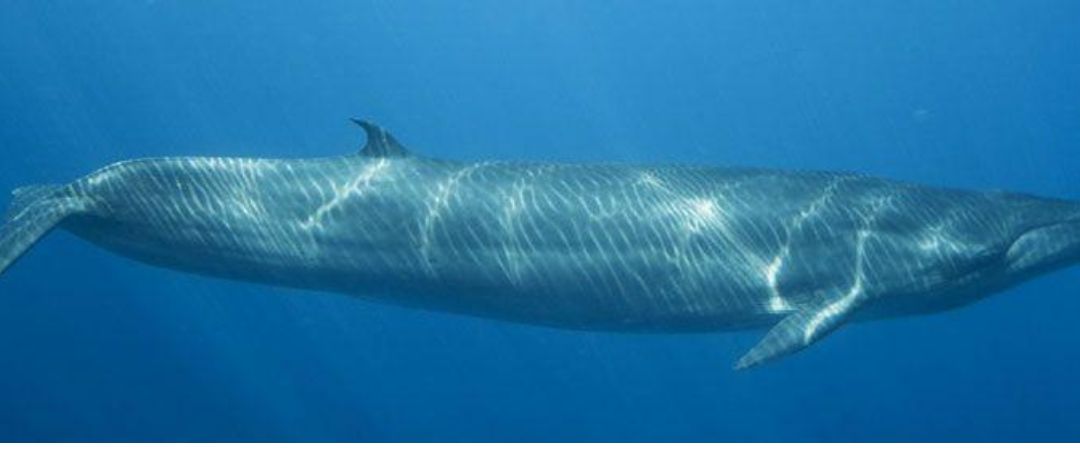 Brydes Whale underwater