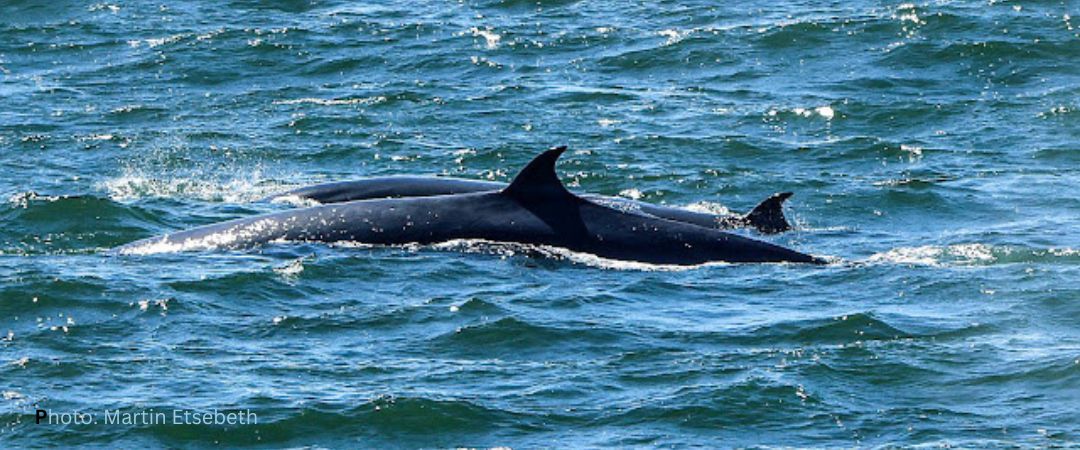 Brydes Whales pair Martin Etsebeth