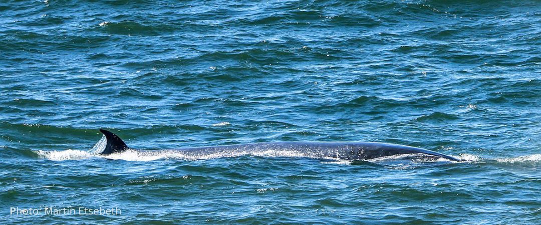 Brydes Whales with dorals fin Martin Etsebeth