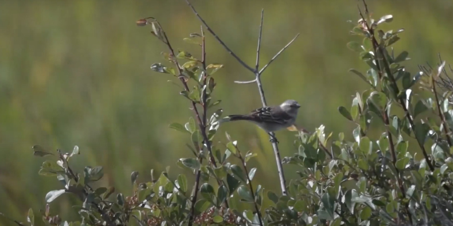 Kogelberg birding