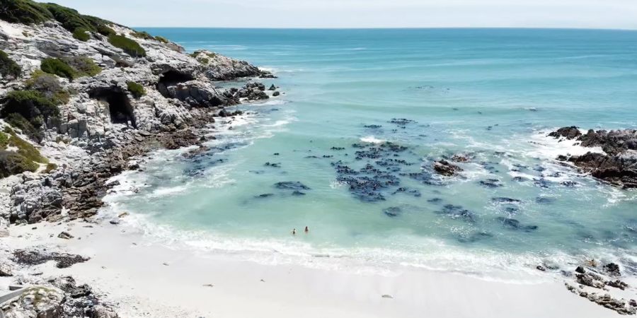 walkerbay swimming