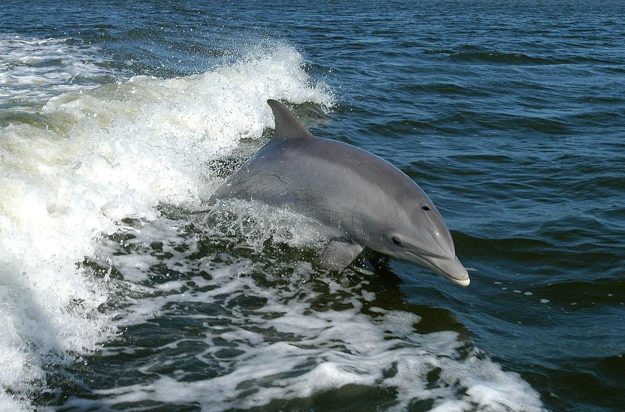 dolphin-386744 1280