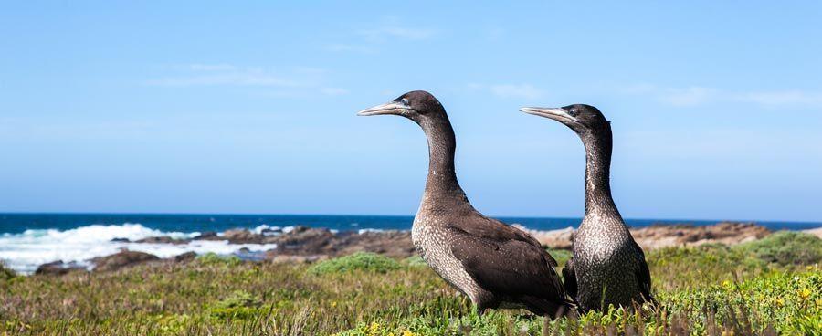 Juvenile Gannets-2SANCCOB