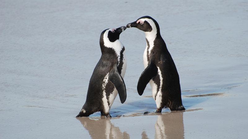 A pair of African Beach South Africa