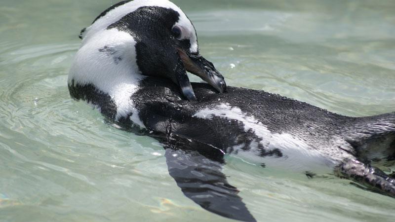 african penguin 1624110 1920