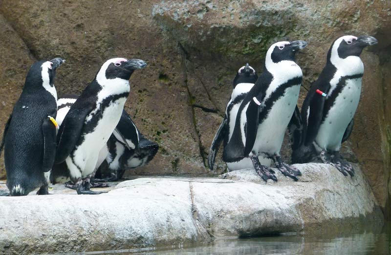 african penguin look