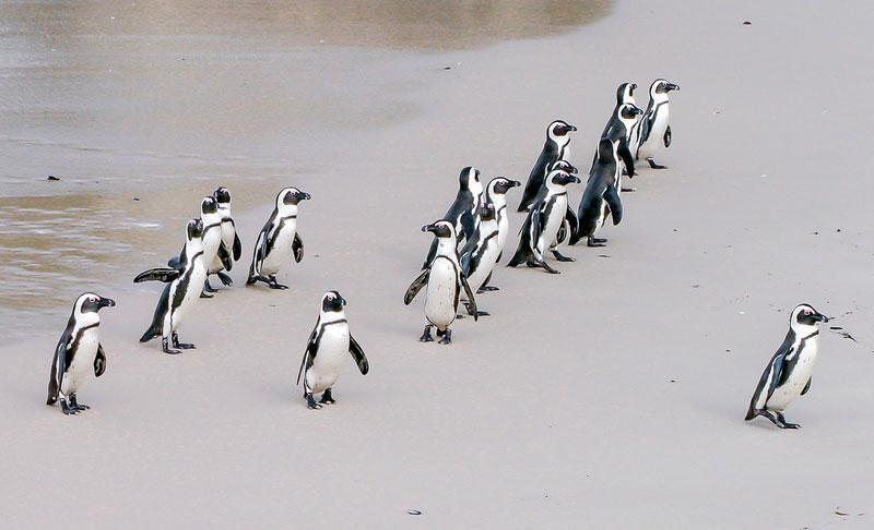 penguin boulders