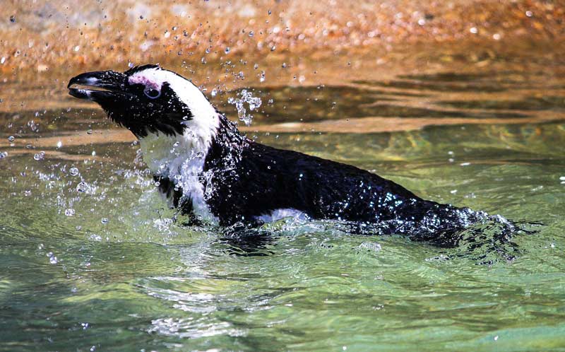 penguin swim