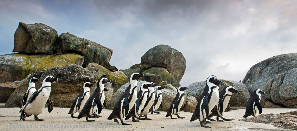 African Penguins banner 1252x 554