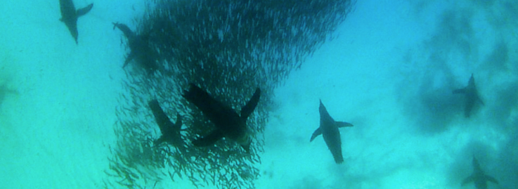 Penguins swimming underwater