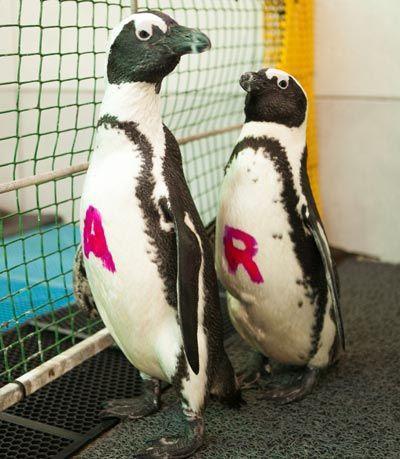 Penguins-Alfa--Romeo-small