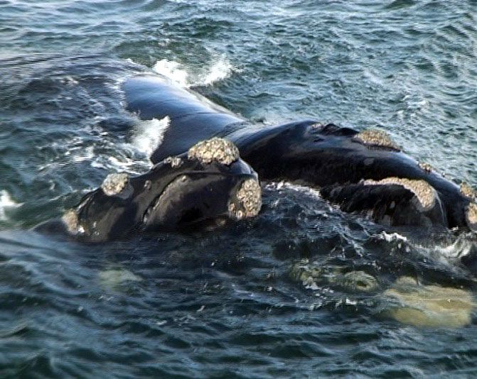 Whale mommy with baby on the face