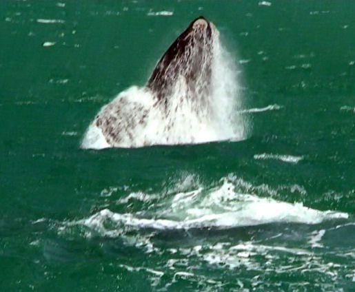 Whale Calf learning to breach