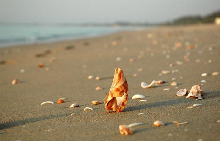 sea shells