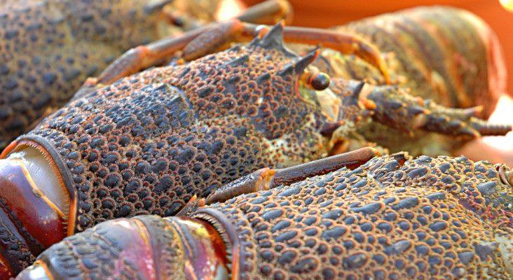 crayfish07724863504384_n image crayfish07724863504384 n