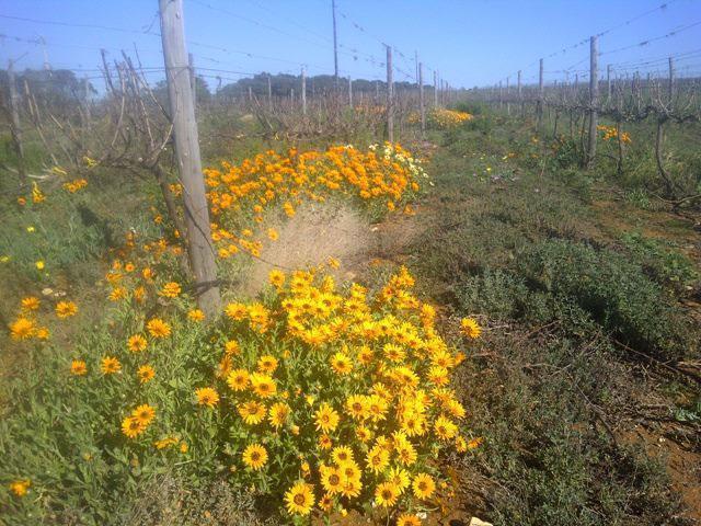 Fryers cove vineyards