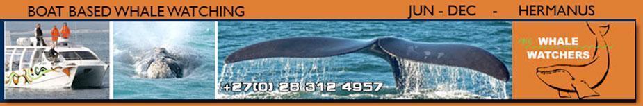 whalewatching header2