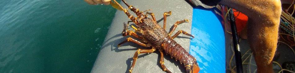 kreef crayfish catching header