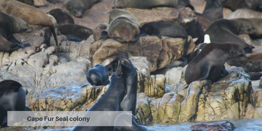 Cape Fur Seal