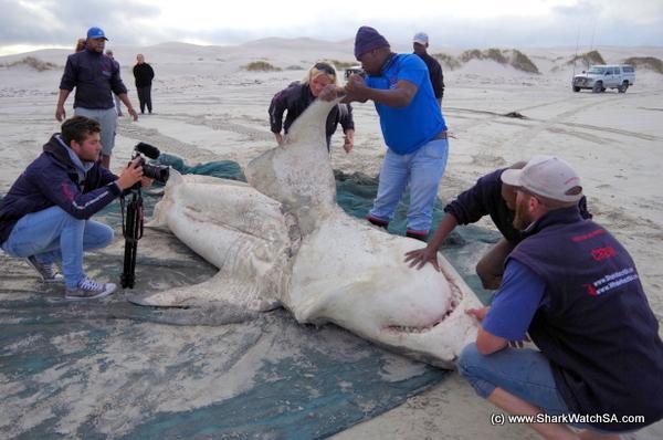 white bshark deceased orca