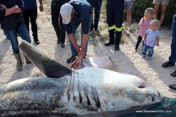 white shark autopsy. 3