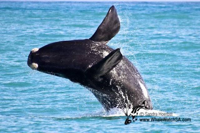 DIC--sr-whale-breach image DIC sr whale breach