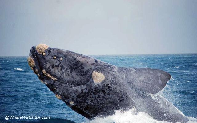 DIC-brindle-whale image DIC brindle whale