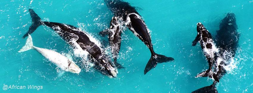 Whale-pod-aerial-fb image Whale pod aerial fb