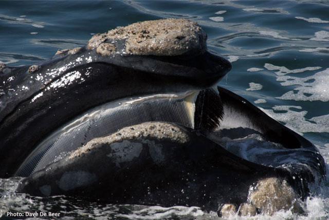 sr101_Baleen-open-mouth-web image sr101 Baleen open mouth web