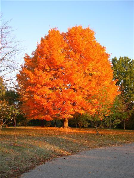 autumn liquid amber trees one