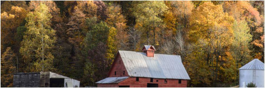 autumn trees banner farm