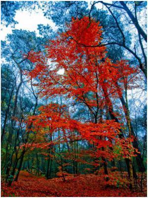autumn trees red 300 x 400