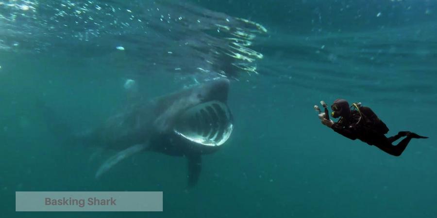 basking shark