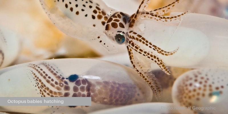 md octopus eggs