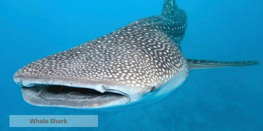 whale shark