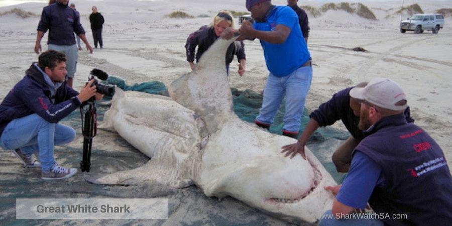 white shark disect