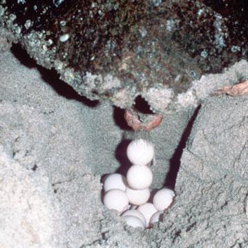 Logger eggs 01