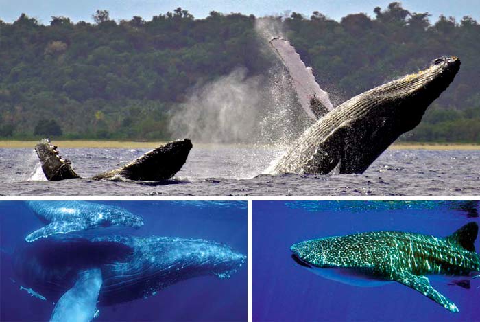 madagascar whalewatching