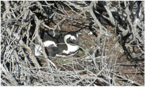 Penguin nest stony point 500 x 300