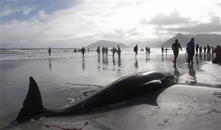 pilot whales kommetjie