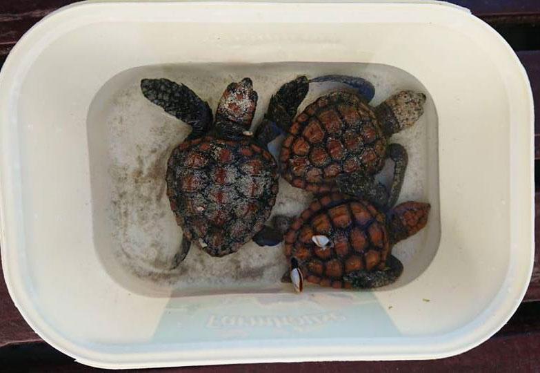 seat-turtles image seat turtles