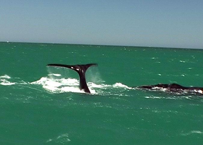 whale mother baby lobtailing