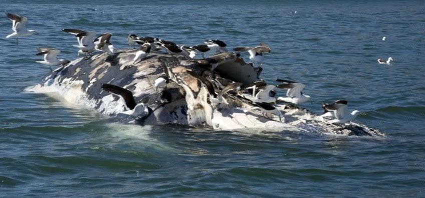 Whale dead peckedby seagulls