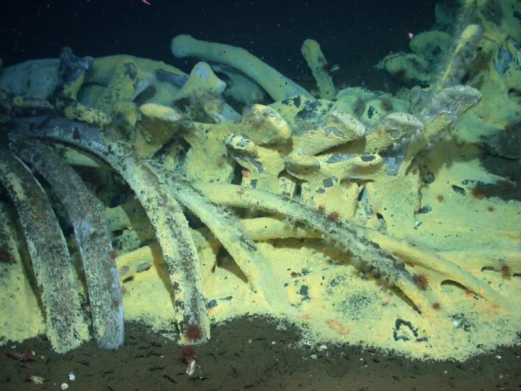 Whale fall sulphur Photo Craig Smith