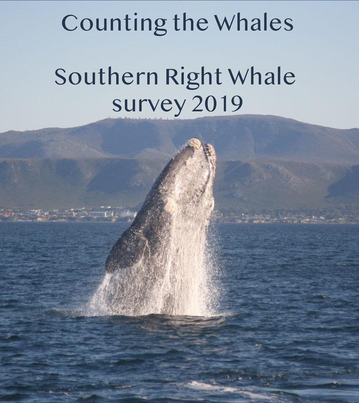 WhaleBreach survey 2019 700