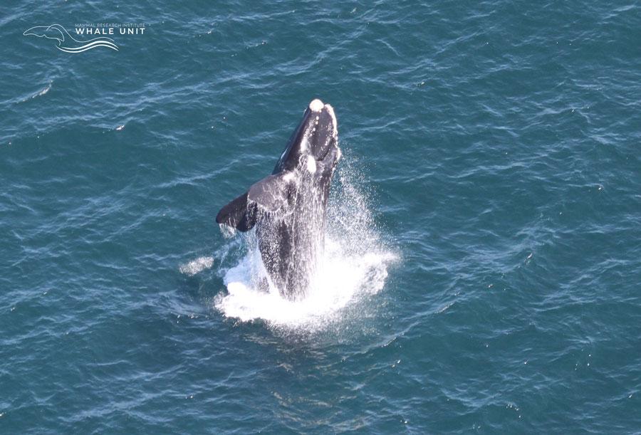 southern whale breach