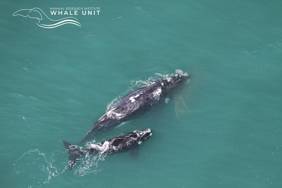 southern whale calf