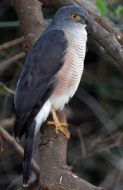 African Goshawk400 anton