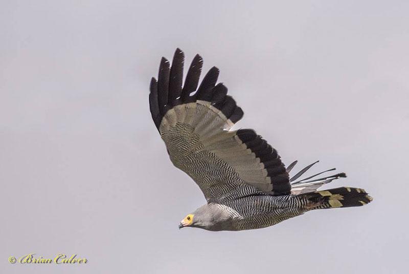 African Harrier Hawk 800 brian cluver2